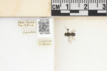 Media type: image;   Entomology 773845 Aspect: Labels
